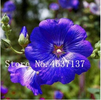 JMS New !100 Pcs Double Hollyhock Flower Bonsai, Mixed Perennial Home Garden Decoration Rare Potted 