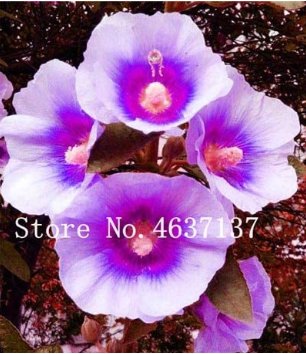 JMS New !100 Pcs Double Hollyhock Flower Bonsai, Mixed Perennial Home Garden Decoration Rare Potted 