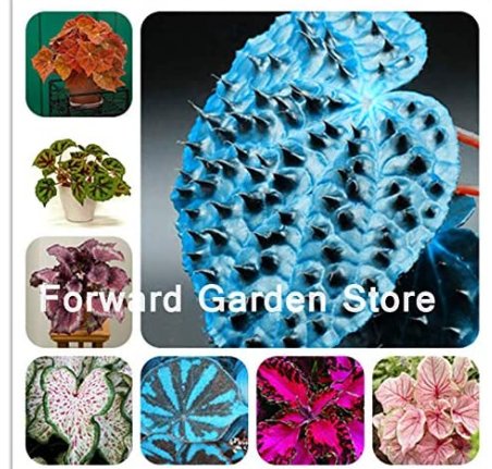 JMS 24 Colors 100Pcs Begonia Flower Bonsai,Diy Planting Flowers, Potted Garden Courtyard Balcony Col