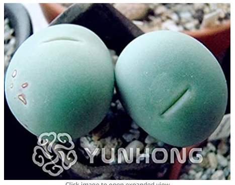 JMS 100Pcs Ball Conophytum Vanzylii Cactus Bonsai Rare Succulent Plant Bonsai Celestial Flower Pot P