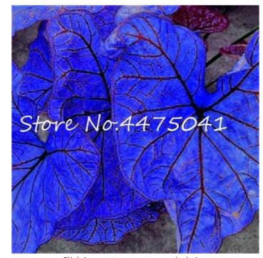 JMS 150 Pcs Multiple Colour Thailand Caladium Bonsai Of Perennial Rainbow Flower Garden Potted Plant