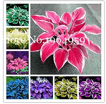 JMS 100 Pcs/Bag Beautiful Hosta Bonsai Plants, Perennials Lily Flower Shade Hosta Flower Grass Bonsa