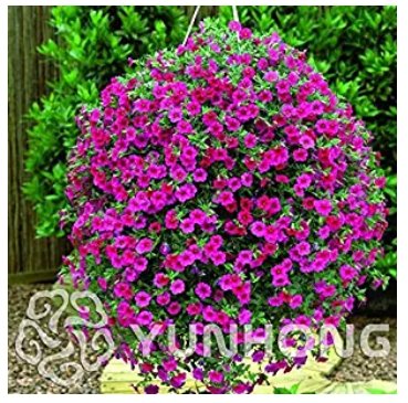 JMS Mini Calibrchoa Million Bells Annual Flower Bonsai Vary Colors 100Pcs Autumn Seasons Indoor Balc