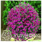 JMS Mini Calibrchoa Million Bells Annual Flower Bonsai Vary Colors 100Pcs Autumn Seasons Indoor Balc