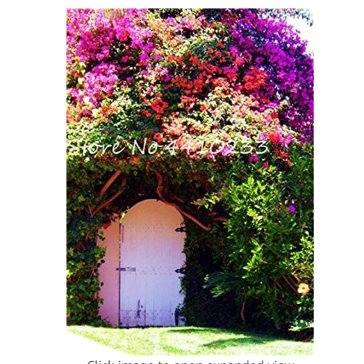 JMS 105 Pcs Climbing Bougainvillea Bonsai, Potted Flower Garden Plant, Budding Rate 95%, Floriferous
