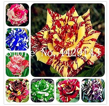 JMS 200 Pcs/Bag Germany Rare Dragon Rose Bonsai Flowering Plants For Diy Home Garden & Balcony - (Co