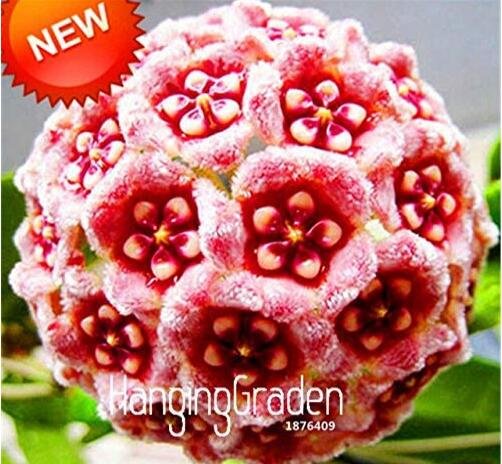 JMS Loss Green Hoya Bonsai Seeds Potted Flores, Hoya Carnosa Flower Plantas Garden Plant Diy Home Ga