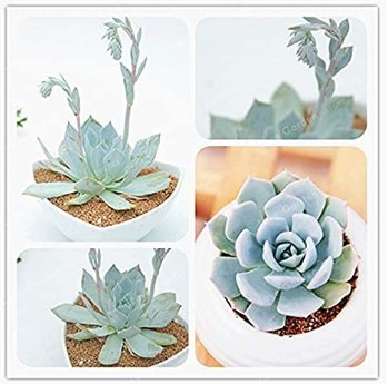 JMS 100 Pcs/Pack Echeveria Desmetiana Bonsai Rare Succulent Plant Echeveria Peacockii Bonsai Diy Hom