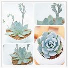 JMS 100 Pcs/Pack Echeveria Desmetiana Bonsai Rare Succulent Plant Echeveria Peacockii Bonsai Diy Hom