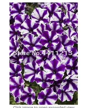 JMS 200 Pcs/Pack Bonsai Petunia Garden Bonsai Moon Night Sky Double Purple Flowers Purple Sky Black 