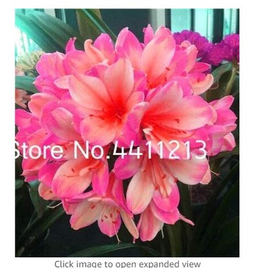 JMS 100 Pcs Clivia Miniata Plant Gorgeous Bonsai Rare Bush Lily Flower Bonsai Diy Home Garden With H