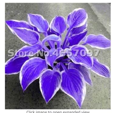 JMS 200 Pcs Hosta Plants Perennials Plantain Flower Bonsai Rare Lily Flower White Lace Home Pot Gard