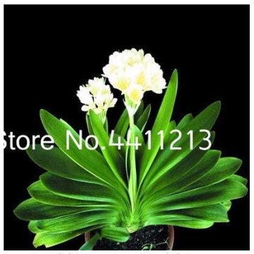 JMS 100 Pcs Clivia Miniata Plant Gorgeous Bonsai Rare Bush Lily Flower Bonsai Diy Home Garden With H
