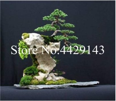 JMS 100 Pcs Dawn Redwood Bonsai Tree Grove - Metasequoia Glyptostroboides,Diy Home Gardening! Very E