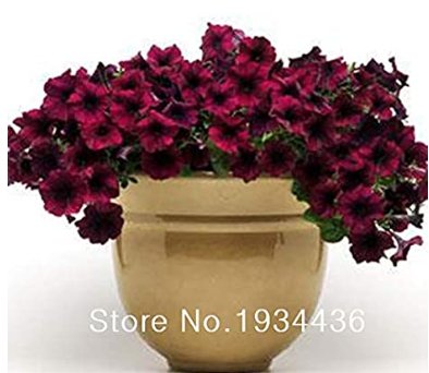 JMS 50 Pcs/Lot Balcony Patio Potted Petunia Outdoor Perennial Blooming Wine Red Flower Easy Wave Ser