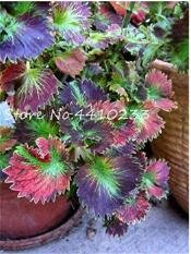 JMS 100 Pcs Bonsai Colorful Coleus Foliage Plants Rainbow Leaf Plant Dragon Cold-Tolerant Bonsai Pla