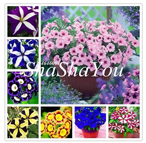 JMS 200Pcs Hanging Petunia Bonsai Flower Blue, Rare Color Petunia Flower,Bonsai Plant For Home Garde