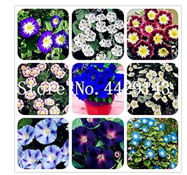 JMS 100 Pcs/Bag Morning Glory Seeds Rare Star Blue Bonsai Garden And Patio Potted Plant Morning Glor