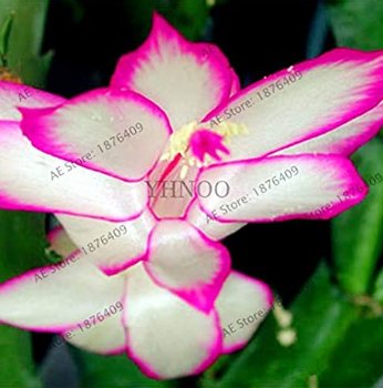 JMS 100Pcs/Bag Schlumbergera Flores Christmas Cactus Plantas,Bonsai Plant For Home And Garden,Mixed 