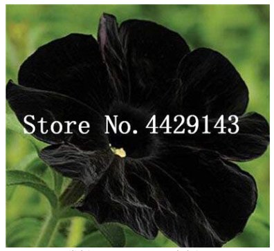 JMS 100 Pcs/Bag Rare Star Petunia Blue Bonsai Garden And Patio Potted Plant Morning Glory Flowers