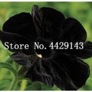 JMS 100 Pcs/Bag Rare Star Petunia Blue Bonsai Garden And Patio Potted Plant Morning Glory Flowers