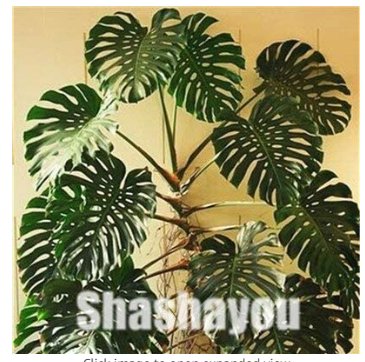 JMS 100 Pcs Rare Palm Turtle Leaves Monstera Potted Plant Plants Tree Plants Bonsai Mixed Home Peren