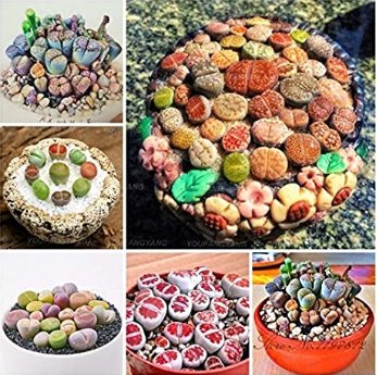 JMS 200 Pcs Mix Lithops Plants Mix Varieties Succulents Plants Living Stone Bonsai Home Garden Ornam