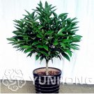 JMS 10 Pcs Bonsai Cinnamomum Kotoense Plant,Clean The Air Foliage Plants Cinnamomum Kotoense For The