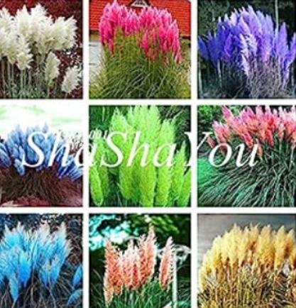 JMS Mixed Colors Pampas Grass Plant Bonsai Balcony Colorful Grass Flores Best Natural Decoration For