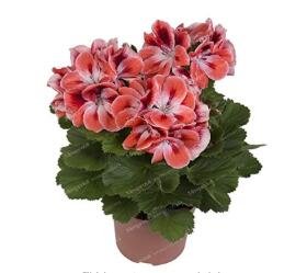 JMS 20Pcs/Bag Geranium Bonsai Flower Bonsai Perennial Flower Bonsai Pelargonium Peltatum Bonsai Pott