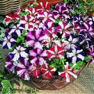 JMS Petunia Bonsai 100 Seeds Garden Home Flowers Balcony Flowers