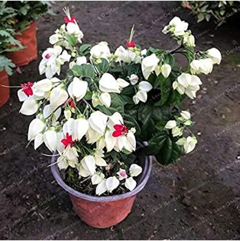 JMS Clerodendrum Thomsonae Bonsai Purple Double Petals Fuchsia Potted Flower Bonsai Potted Plants Ha