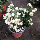 JMS Clerodendrum Thomsonae Bonsai Purple Double Petals Fuchsia Potted Flower Bonsai Potted Plants Ha