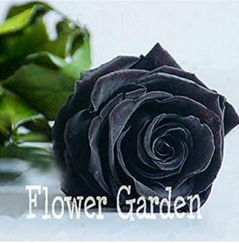JMS China Rare Black Rose Flower Bonsai 150Pcs Easy To Plant Family Garden Flores La Rosa Negra Semi