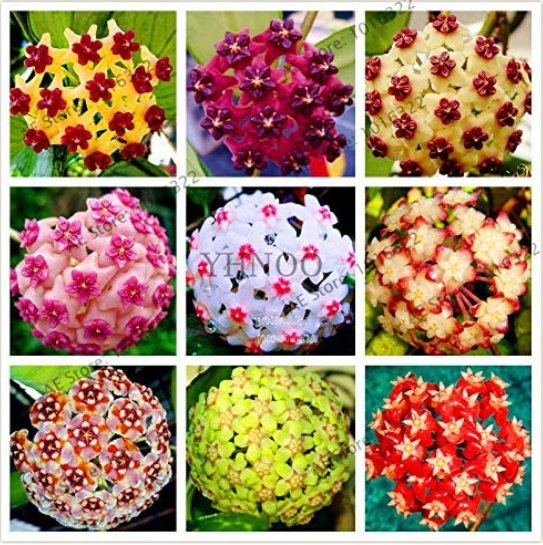 JMS 24 Color Hoya Flower Flores Rare Perennial Plant Hoya Carnosa Plante Bonsai Plantas Pot Plant Fo