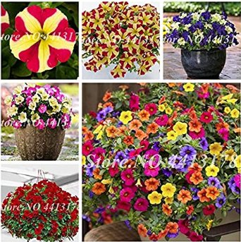 JMS 200 Pcs Bonsai Hanging Petunia Garden Petunia Mixed Color Potted Perennial Flower Planta Diy Hom