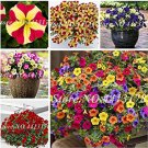 JMS 200 Pcs Bonsai Hanging Petunia Garden Petunia Mixed Color Potted Perennial Flower Planta Diy Hom