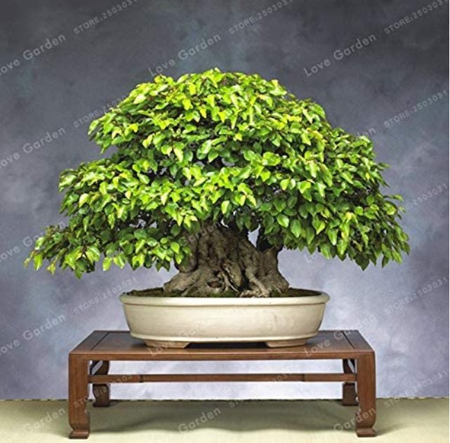JMS Korean Hornbeam Tree Bonsai Very Beautiful Mini Bonsai Sprout 95% For Home Garden Tree Bonsai 50