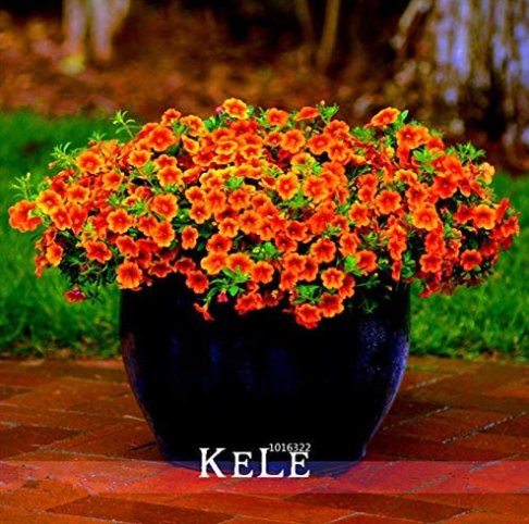 JMS Calibrachoa Kabloom Crave Sunset Vigorous Free-Flowering Annual Petunia Bonsai,100 Pcs/Lot
