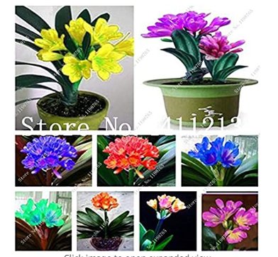 JMS 100 Pcs Clivia Miniata Plant Gorgeous Bonsai Rare Bush Lily Flower Bonsai Diy Home Garden With H
