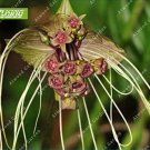 JMS 100Pcs Black Tiger Shall Orchid Flowers Scented Perennial Plants Shade Perennials Flowers