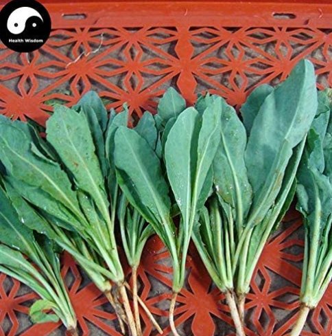 JMS Isatidis Semente 200Pcs Plant Traditional Medicine Herb Isatis Tinctoria Grow Indigowoad Root Ba