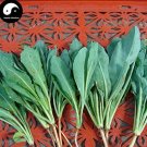 JMS Isatidis Semente 200Pcs Plant Traditional Medicine Herb Isatis Tinctoria Grow Indigowoad Root Ba