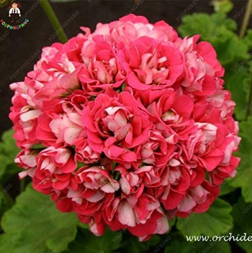 JMS 50Pcs Giant Red Big Blooms Geranium Flowers Rare Plant Heirloom Garden Ornamental Flowers