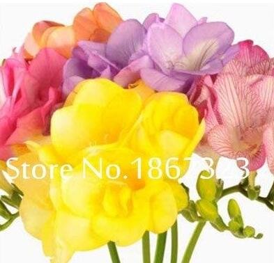 JMS 200 Pcs Freesia Bonsai Garden Freesia Bulbs Flower Bonsai Flower Flowers Orchid Freesia Rhizome 