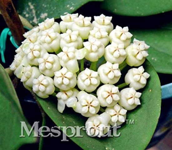 JMS Flower Bonsai Hoya Kerrii Bonsai (December Orchid) Family Bonsai Garden Supplies 100Pcs / Bag - 