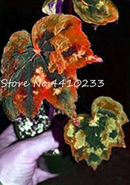 JMS 150 Pcs Exotic Colorful Coleus Bonsai, Indoor Flowers Potted Bonsai Garden Courtyard Balcony Beg