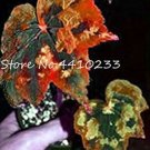 JMS 150 Pcs Exotic Colorful Coleus Bonsai, Indoor Flowers Potted Bonsai Garden Courtyard Balcony Beg