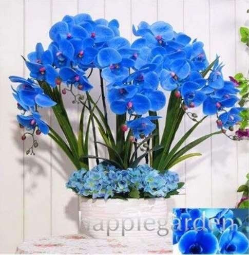 JMS 100Pcs Phalaenopsis Orchid, Phalaenopsis Plants, Bonsai Hydroponic Flower Bonsai For Four Season