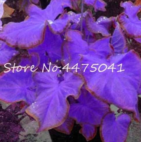 JMS 150 Pcs Multiple Colour Thailand Caladium Bonsai Of Perennial Rainbow Flower Garden Potted Plant